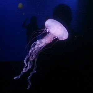 Meet your Posher, Kelsey